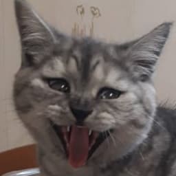 kuirik