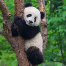 pandaperf