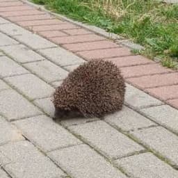 _KACPIPL_