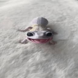 -ikona_