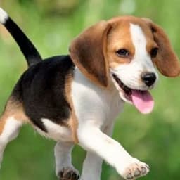 beagelzz