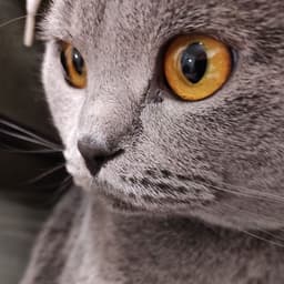 dof4m1n