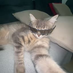 Fuffly_