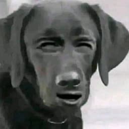 _PZM_