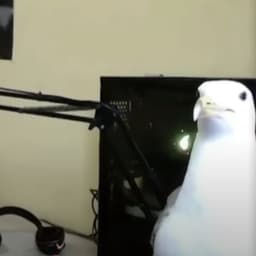 Choraibesos