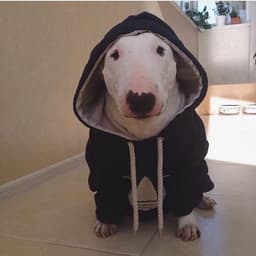 polarbear444