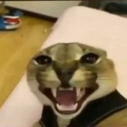araxeeeeeeee