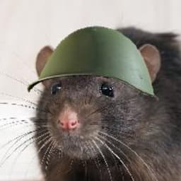 StankRat