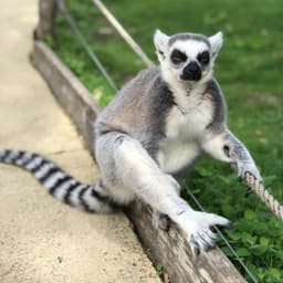 Torradas00