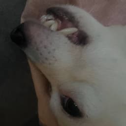 _sonsi_