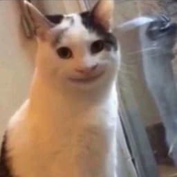 Meeeeeoow