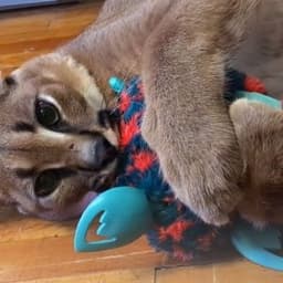 Orang---