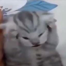 Kotov_V