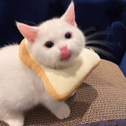 danoemo