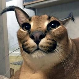 floppa00