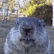 wazdb