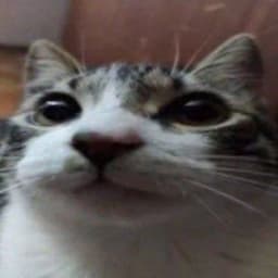 c0w0c