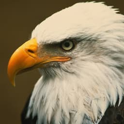 gregoryEagle