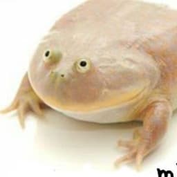 Nikumannnn
