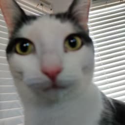 Oliveeeeeer