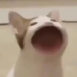 BamboBoss