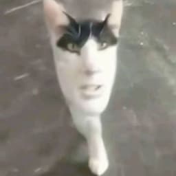Pr0nbkA