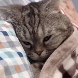 MiiSoup