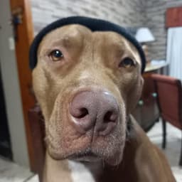 joac0wall