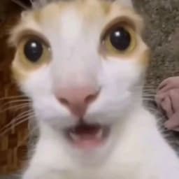 lpmimpf