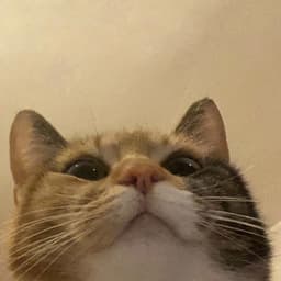 Csipszyy