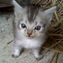 DONSTARYY
