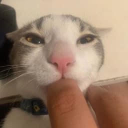 C0LDSI3MENS