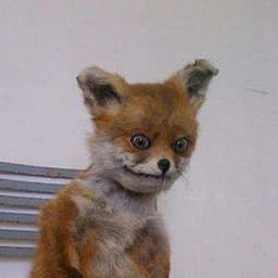 foxer5