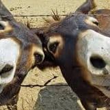 DONKEYYYY1