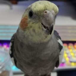 DaFadWl