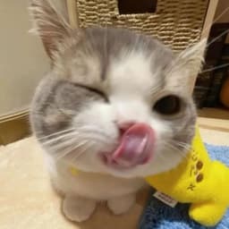 tosticzxc