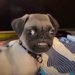 Gumbashlops