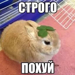 bolvankalove