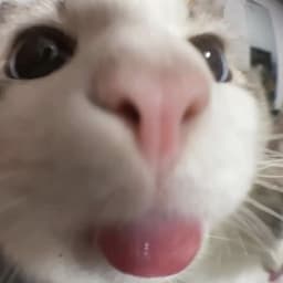 wgssk