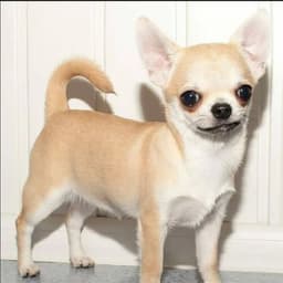 SkippyLegen1