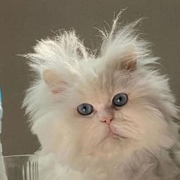 lionsy