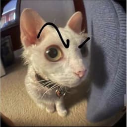 CatandRelax