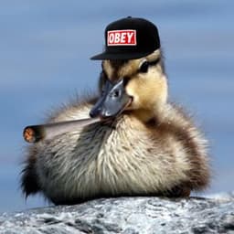 StuckdaDuck