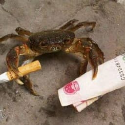 Crabyyyy
