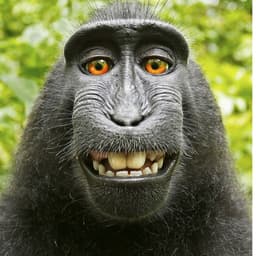 Monkey7777
