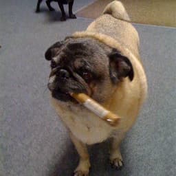 Guidito_Ald
