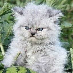 AnGrY_Ca7