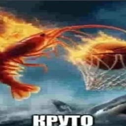 Haigatom1k
