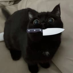 Chshr_cat