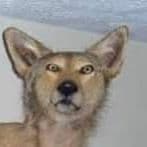 Tompodor
